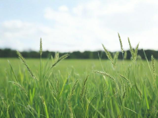 野草视频在线(探索在线视频的多元世界)