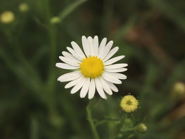 野花在线(探索自然之美，野花在线的魅力)